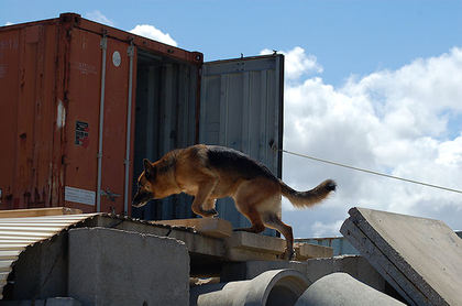 USAR dog Jochen searching during the Advanced Operational Test